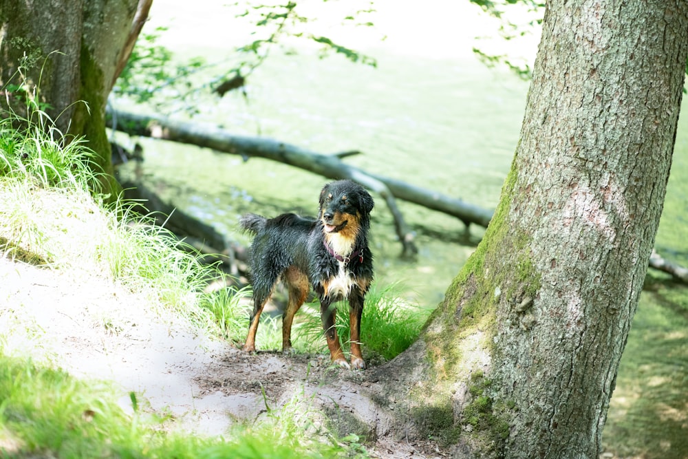 black and tan short coat small dog standing on dirt road during daytime