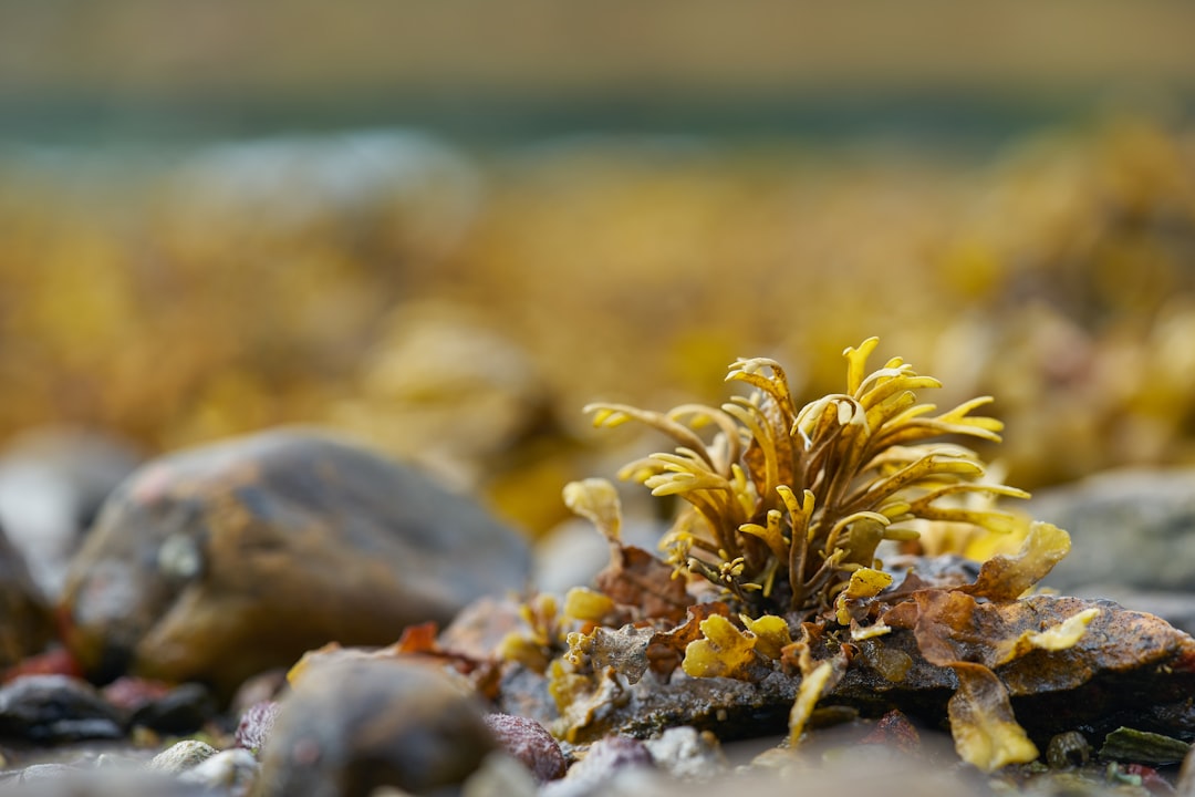 yellow flowers on gray rock