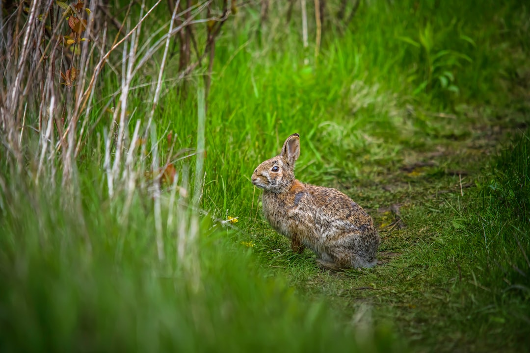 brown rabbit on green grass during daytime