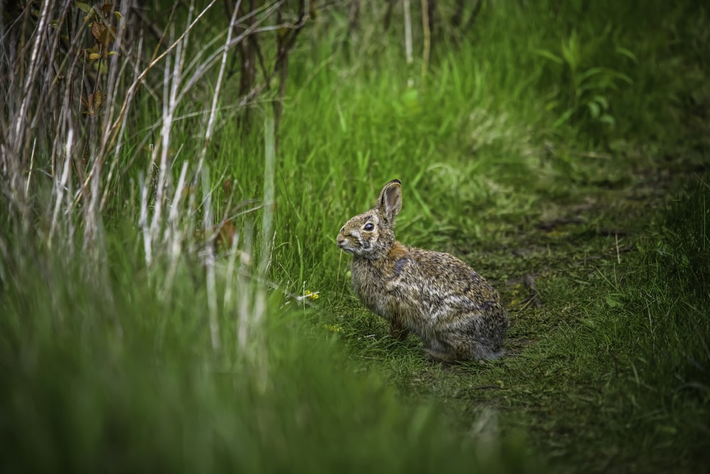 Conejo marrón en hierba verde durante el día