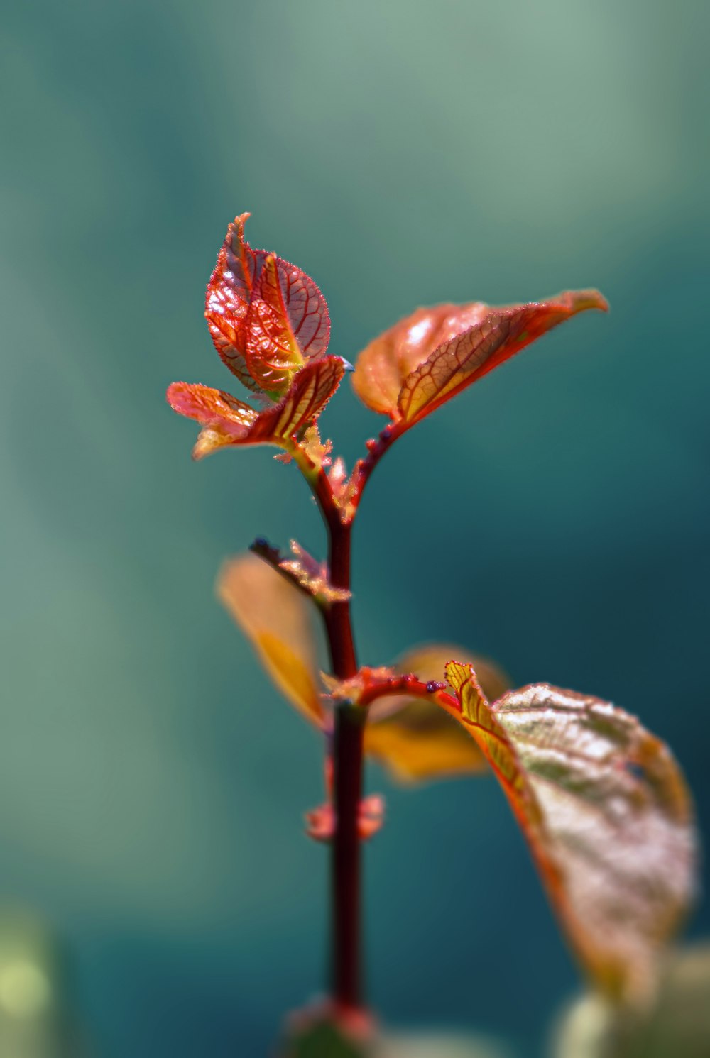 pianta a foglia rossa e verde