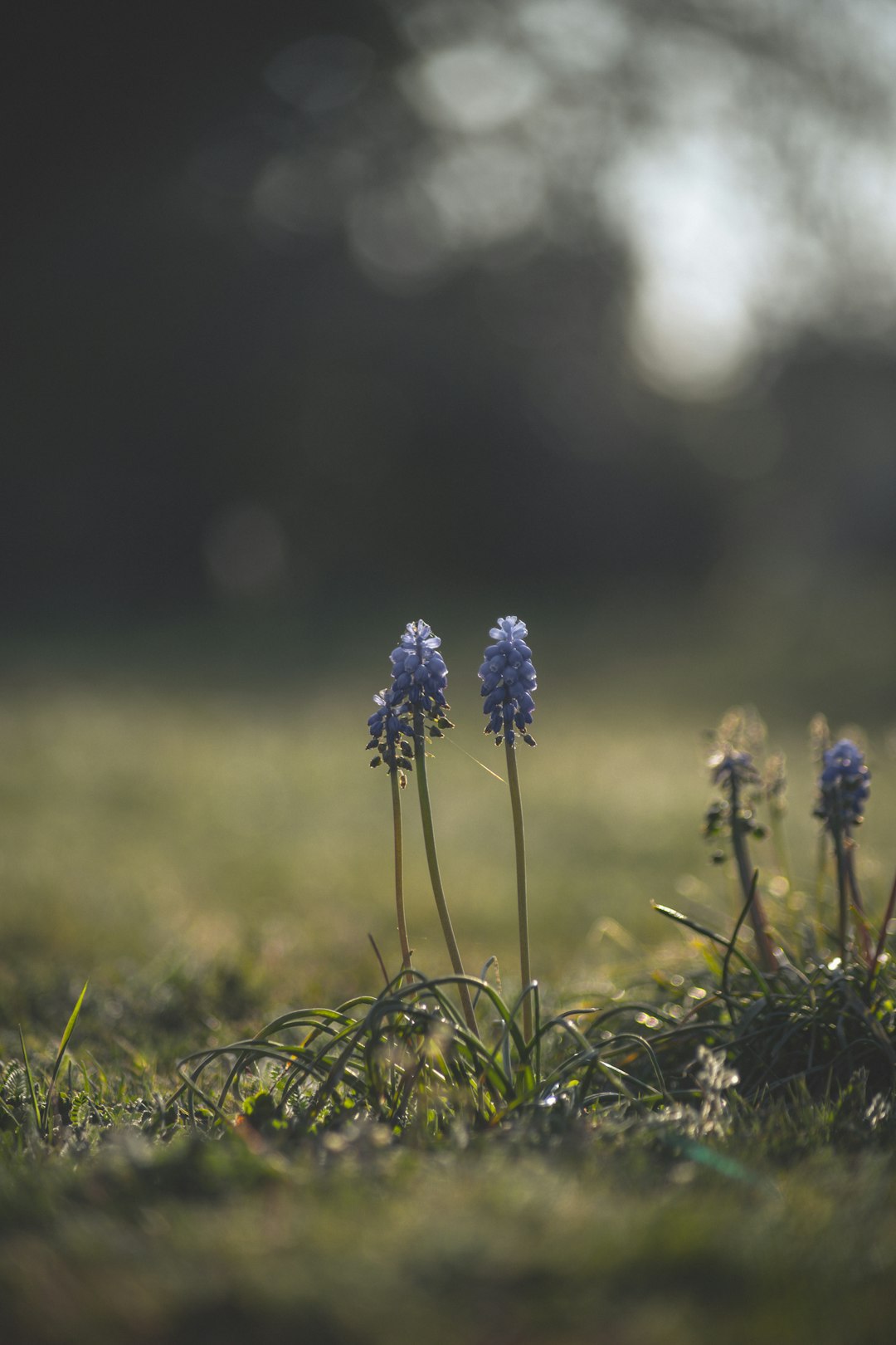 purple flower in tilt shift lens