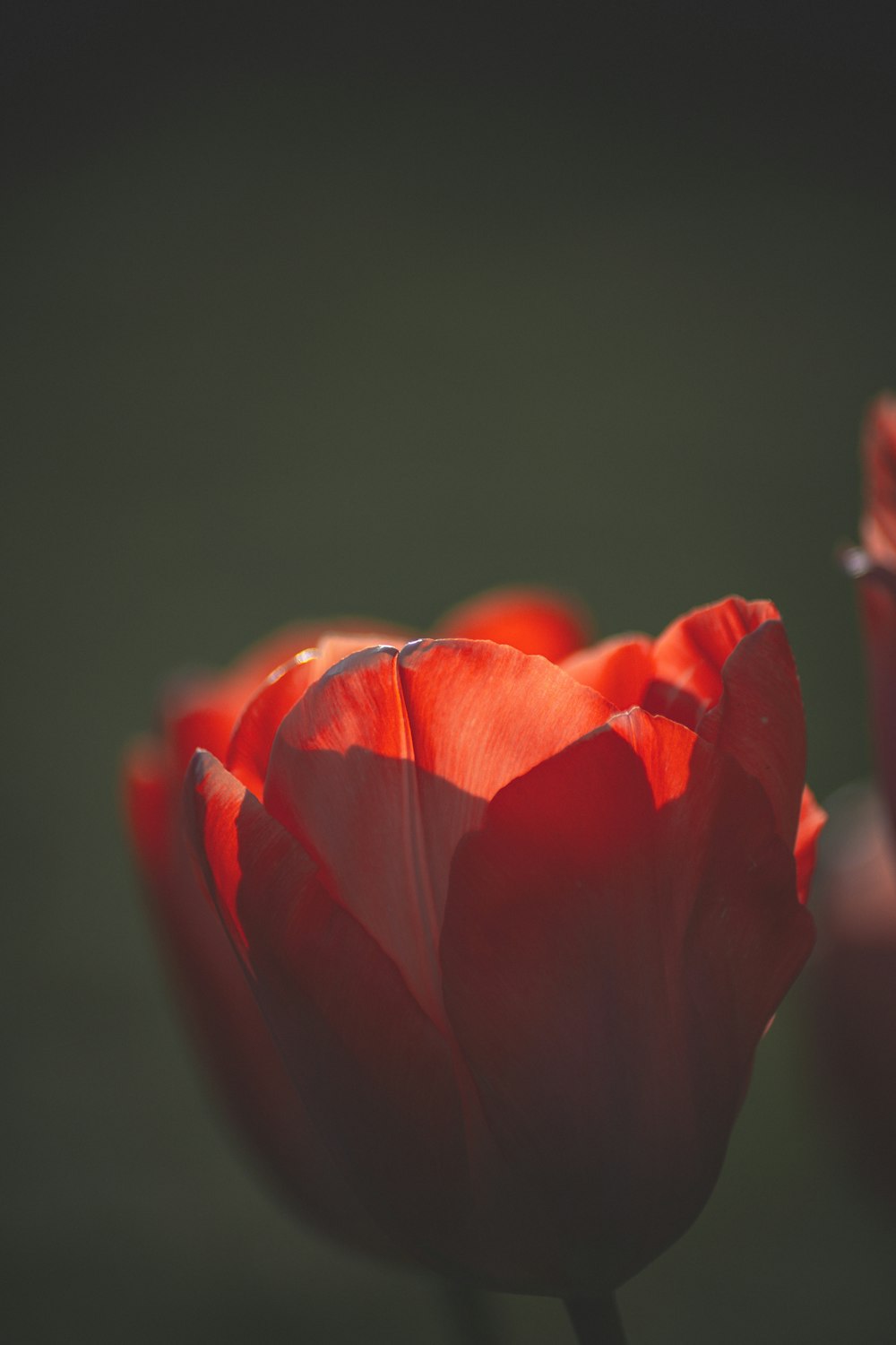 red tulip in bloom close up photo