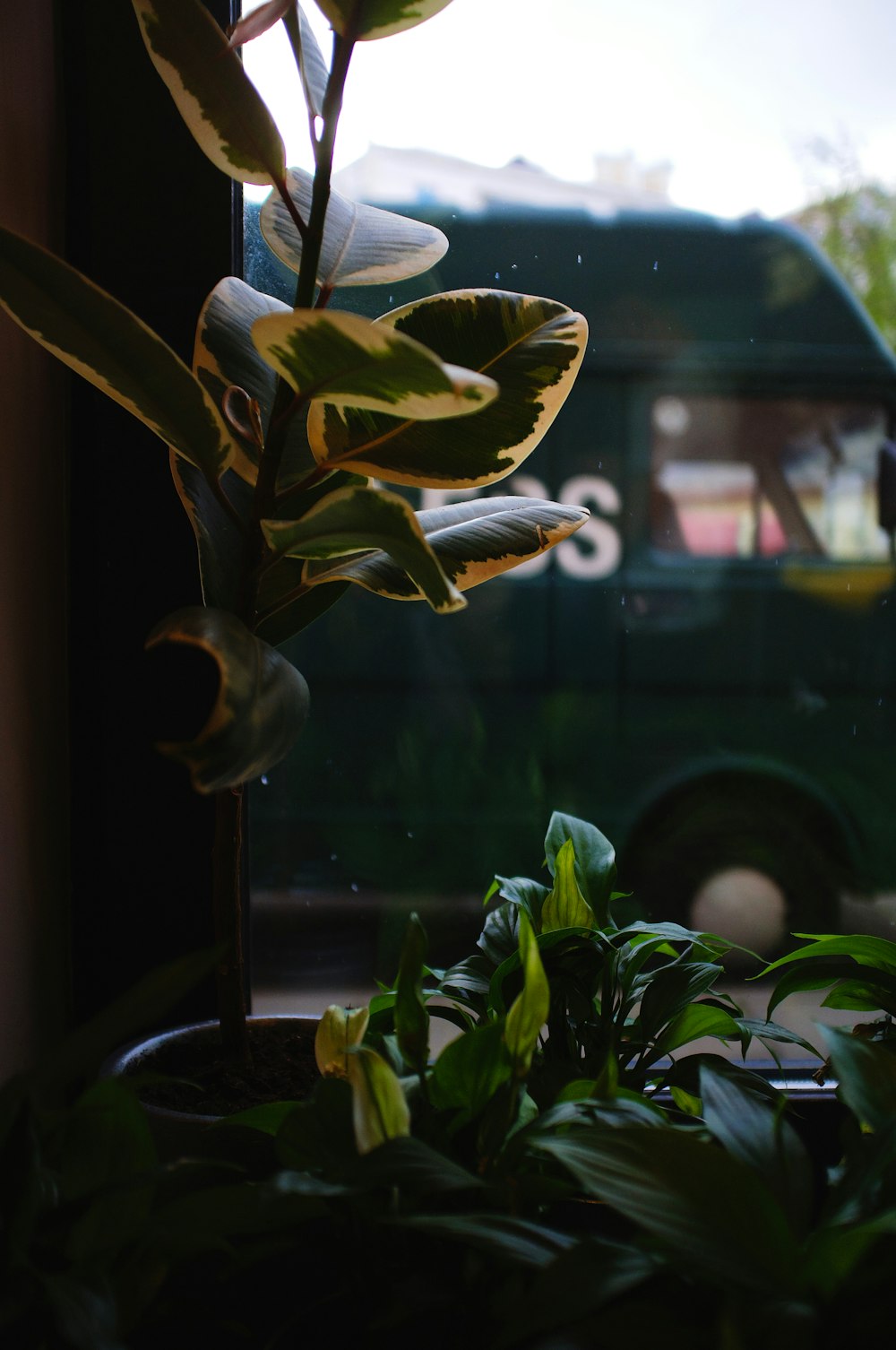 green and yellow plant in glass window