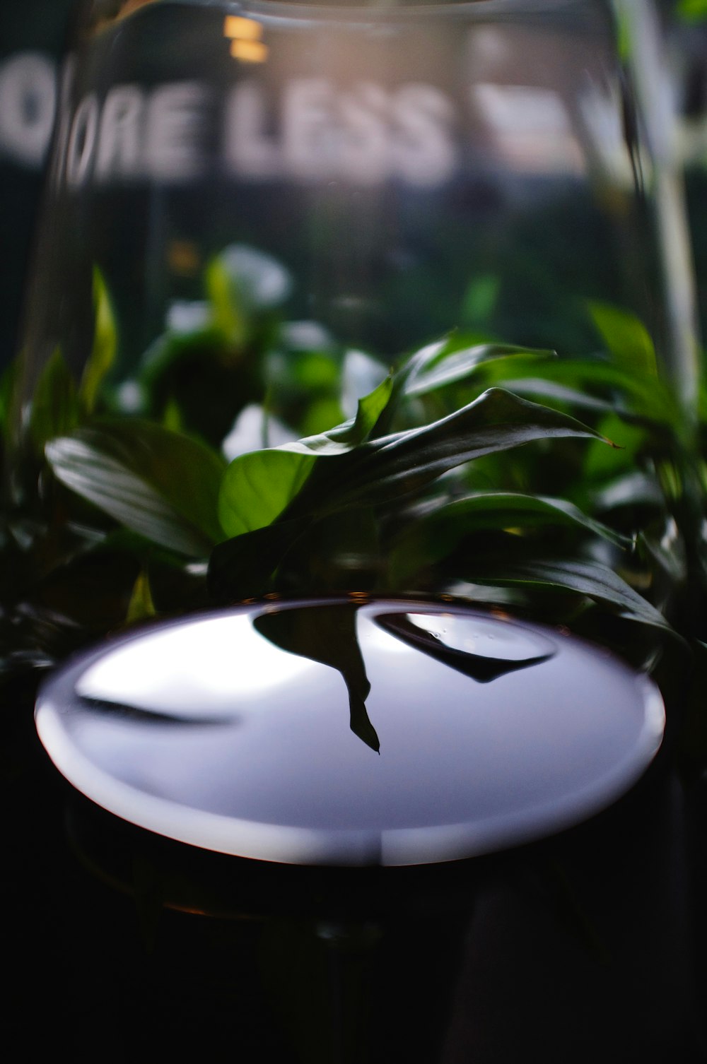 white round ceramic plate with green leaves