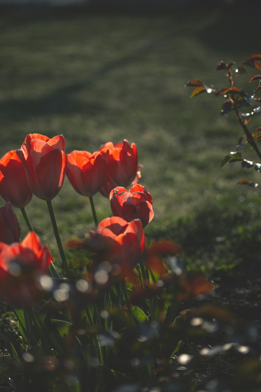 red flower in tilt shift lens