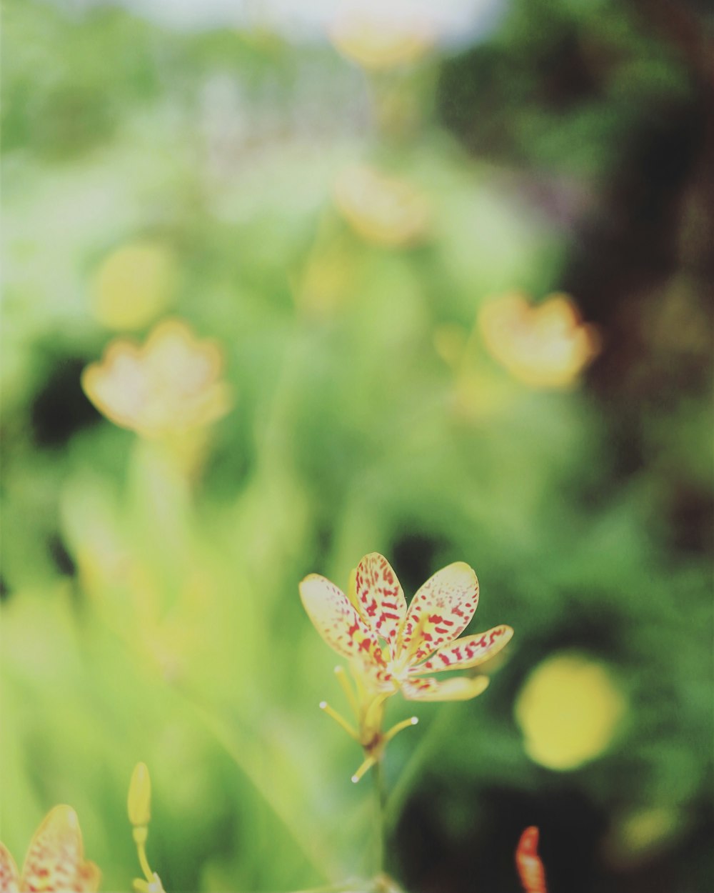 red and black butterfly perched on yellow flower in close up photography during daytime