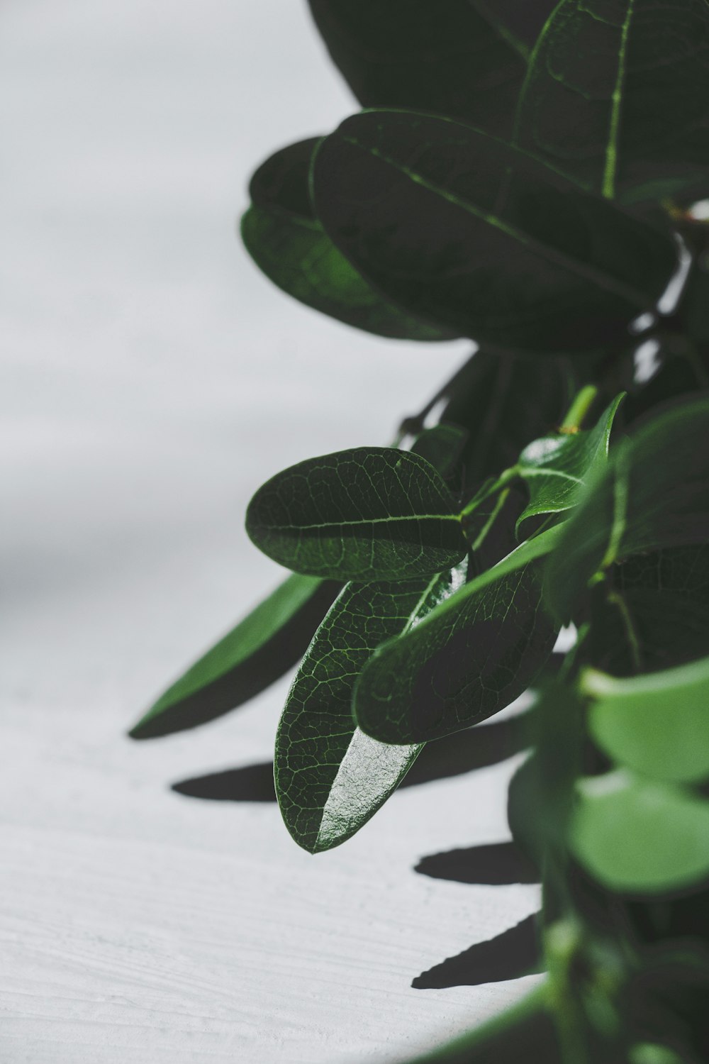 green leaves on white sand