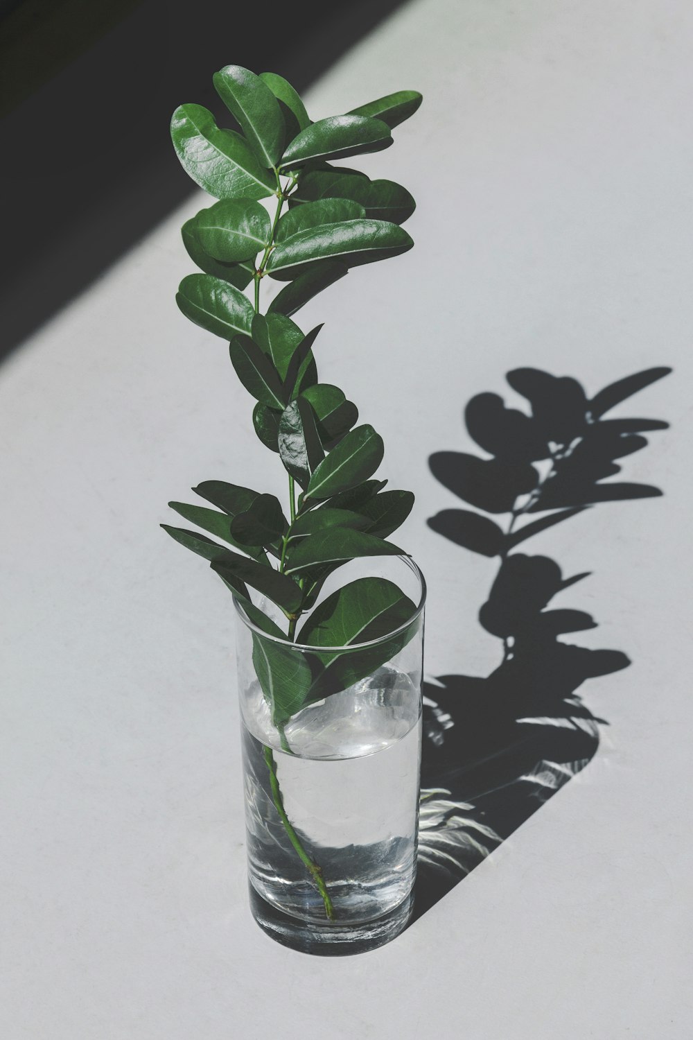 green plant in clear glass vase