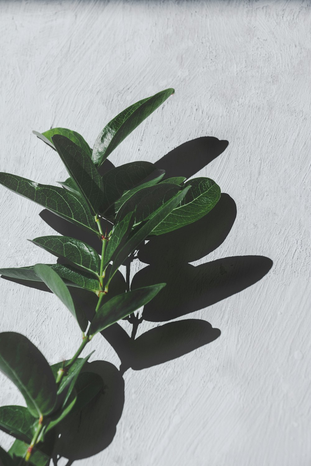 green plant beside white wall