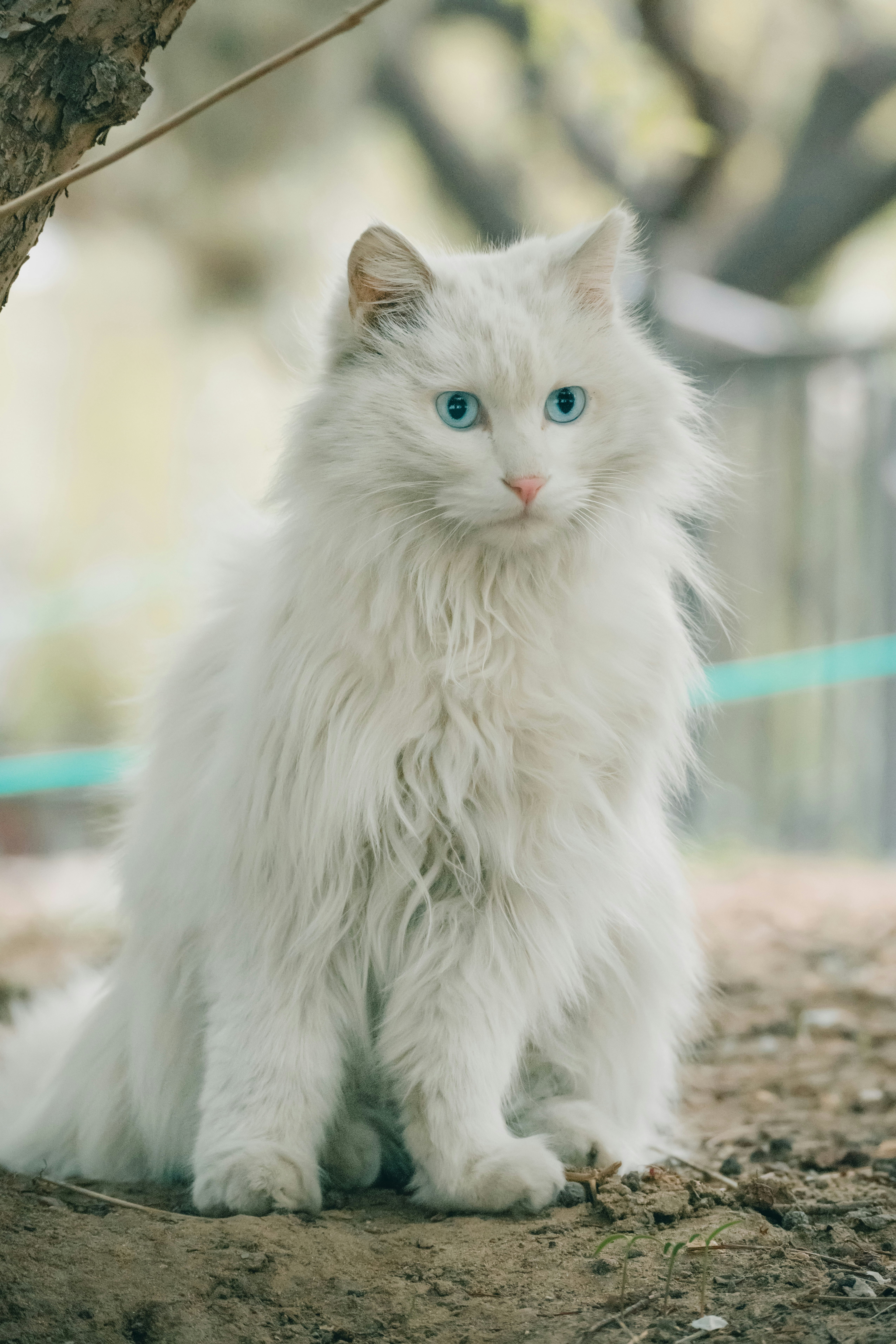 white cat on brown soil