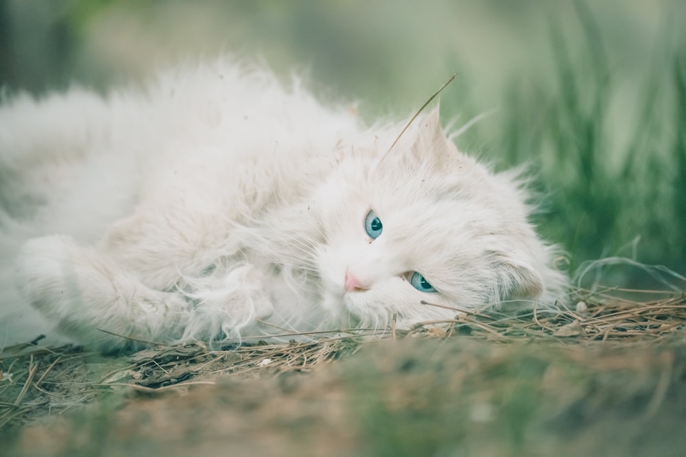 gato blanco de pelo largo tumbado en el suelo