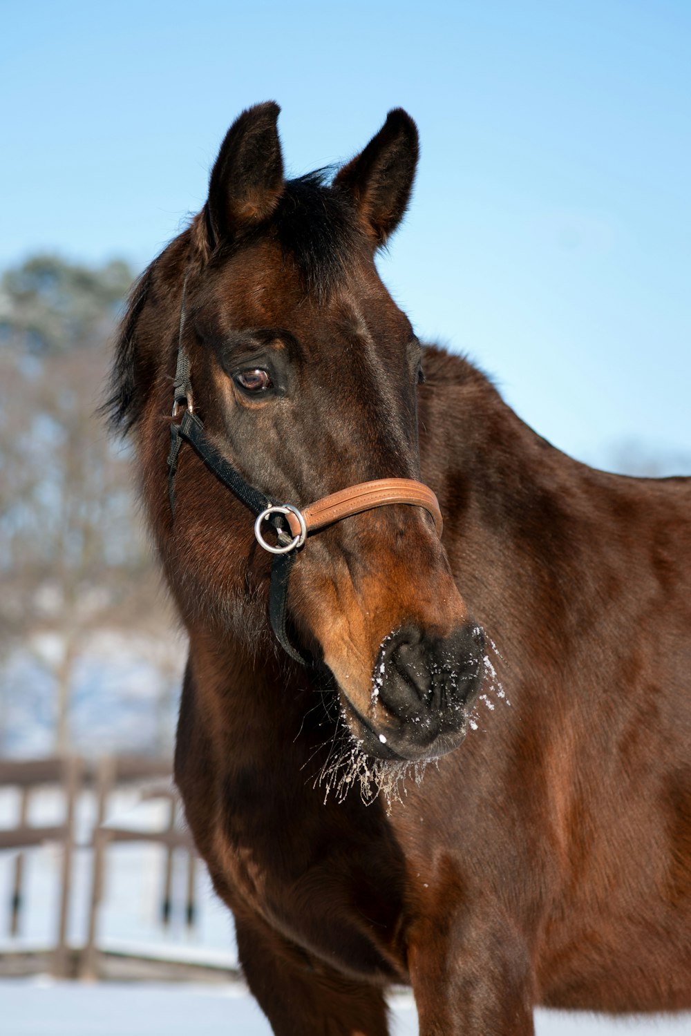 brown horse with white snow on head