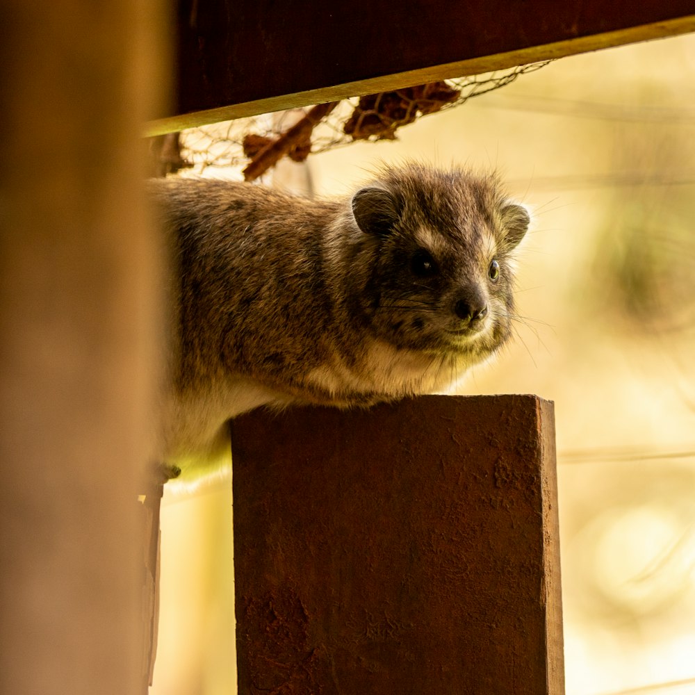 brown and black fur animal on brown wooden post