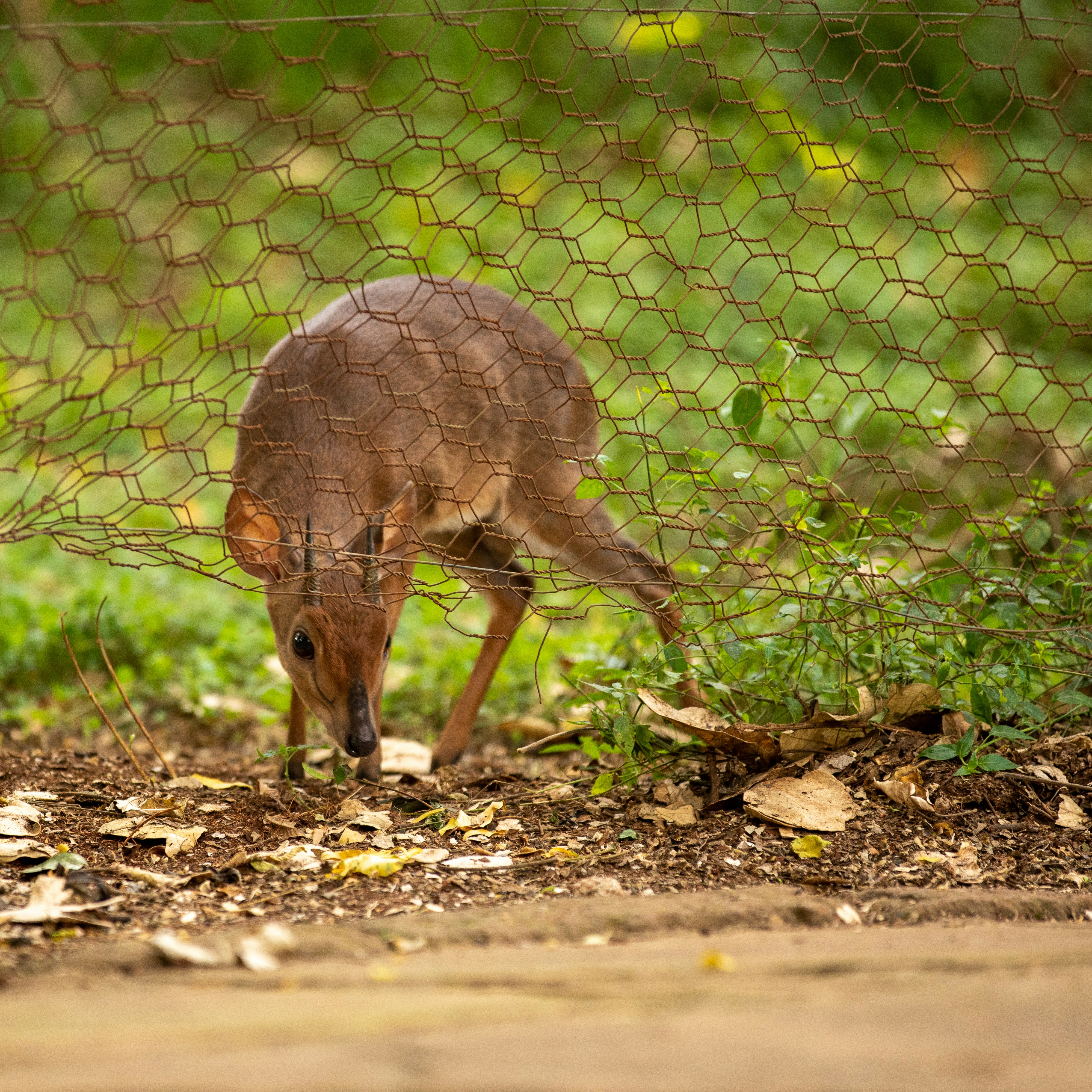 Nairobi Safari Walk photo 2
