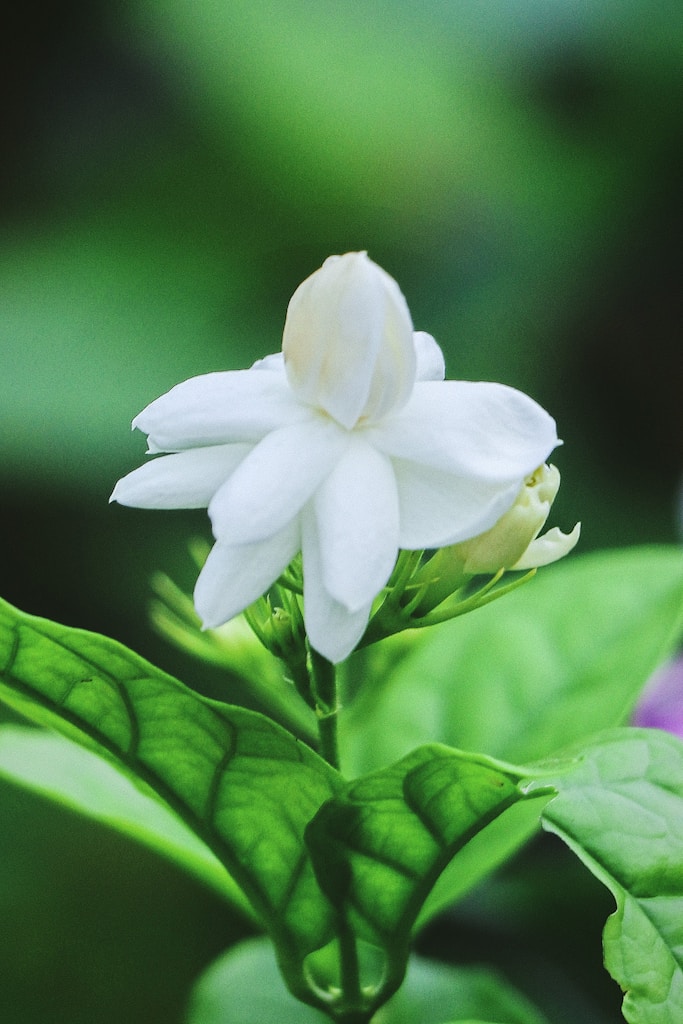 Fresh Jasmine Agarbatti