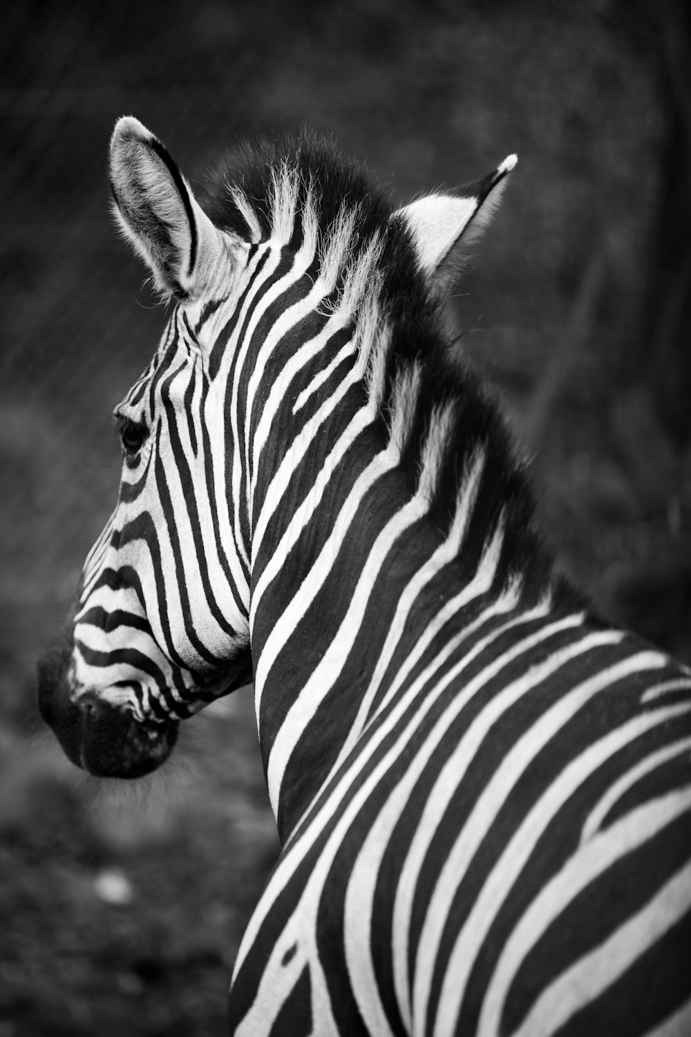 grayscale photo of zebra during daytime