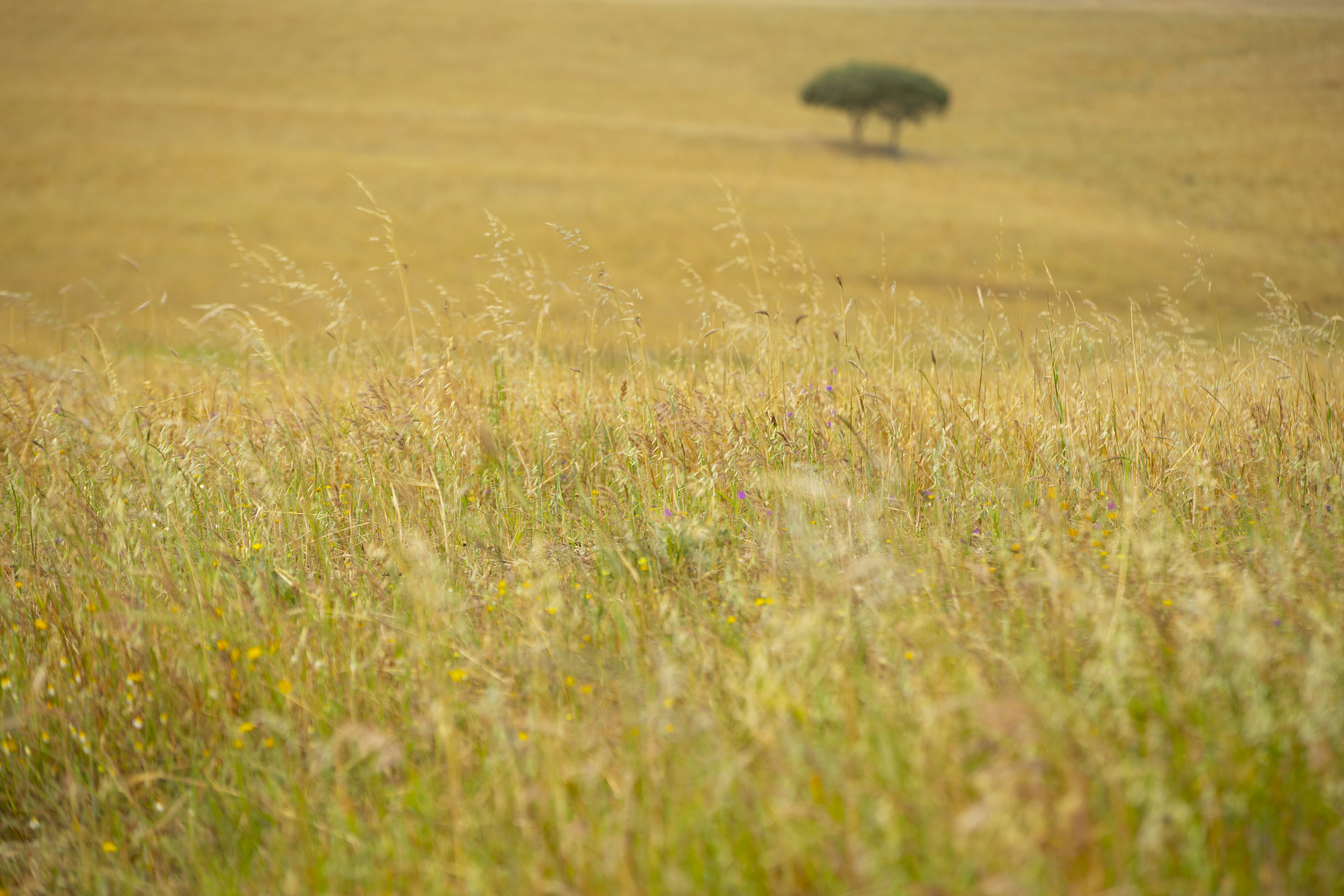 Photo by mouraonunes