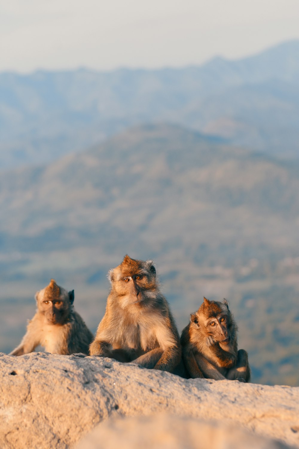 Leone e leone sulla formazione rocciosa sotto nuvole bianche e cielo blu durante il giorno