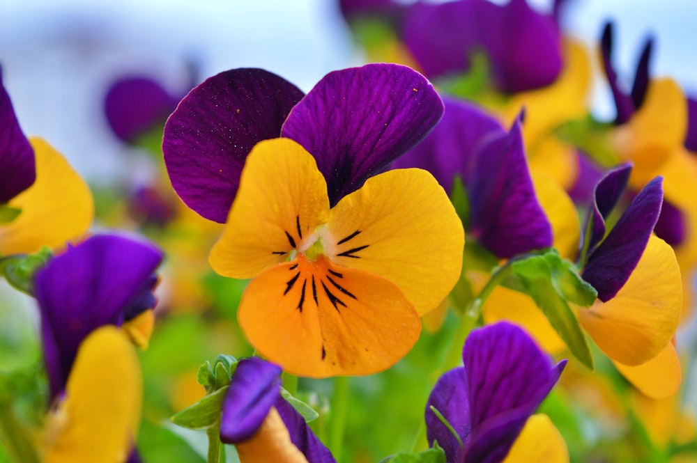 purple and yellow flower in tilt shift lens