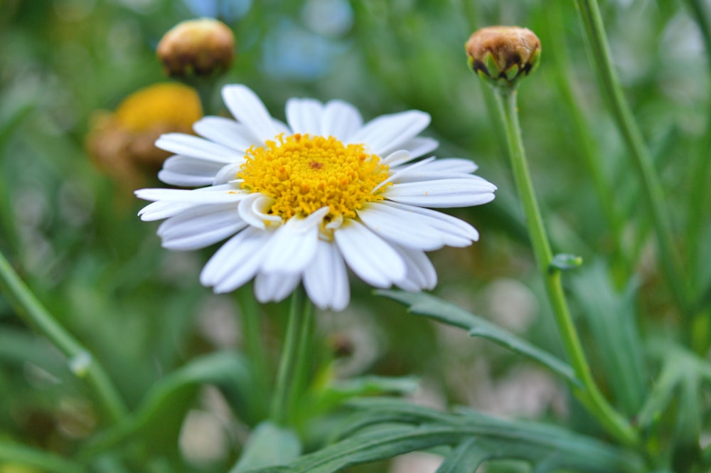 white daisy in bloom during daytime