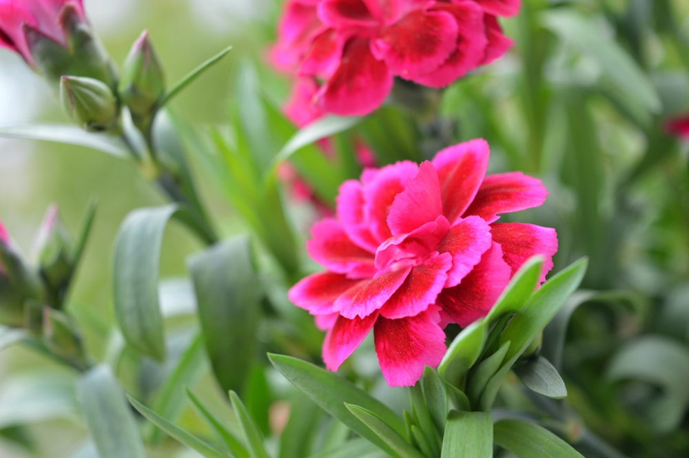 pink flower in tilt shift lens