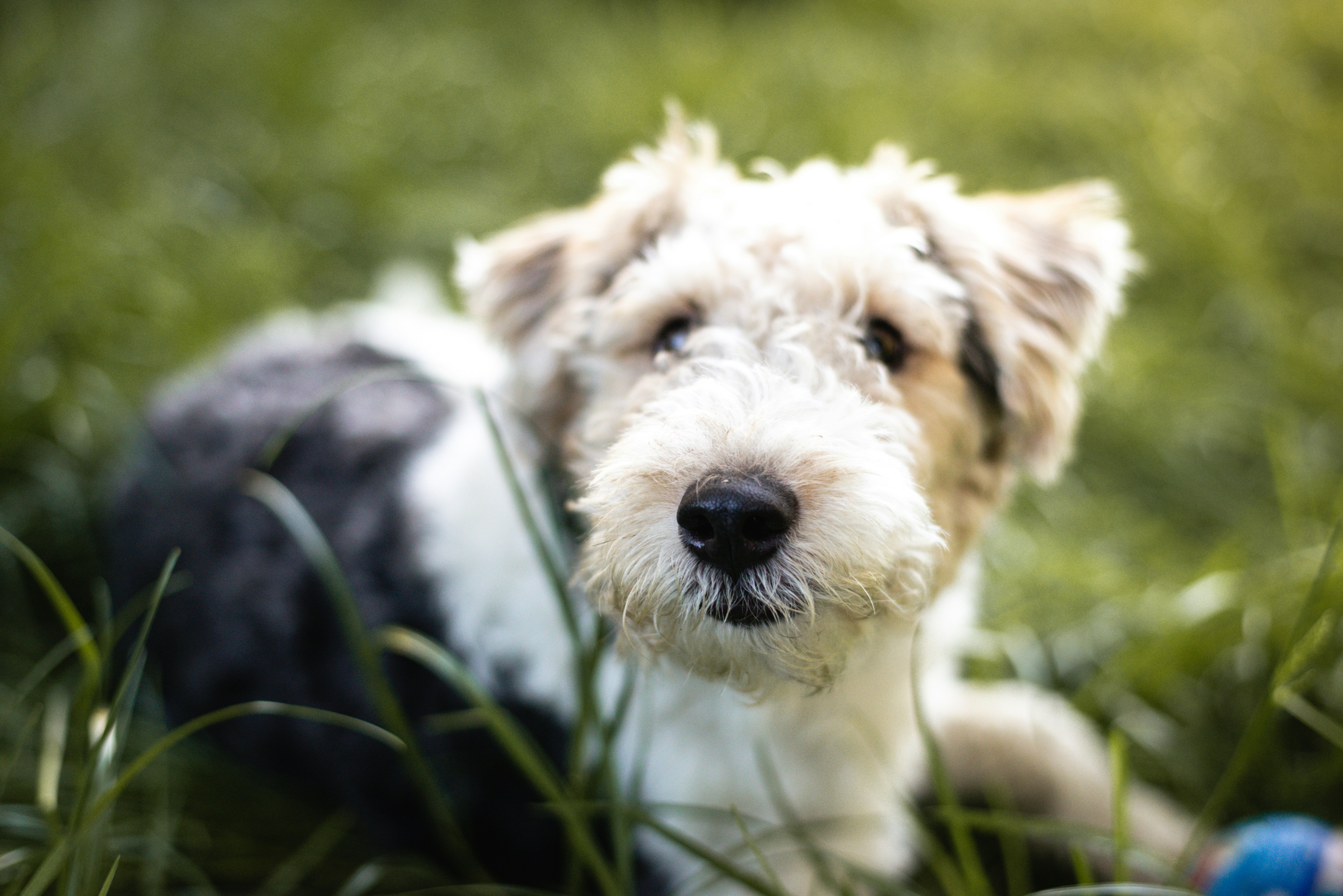 Fox Terrier