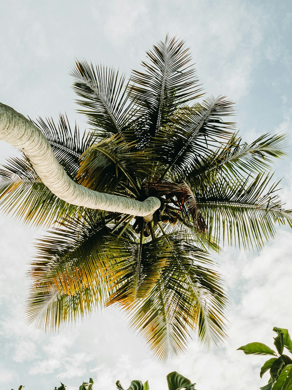 green palm tree under white clouds during daytime