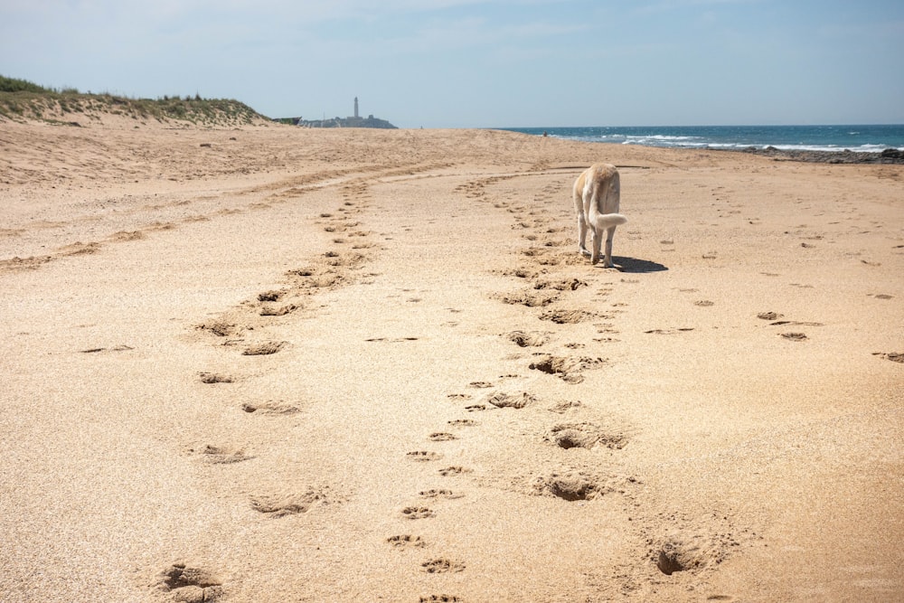 white short coat dog on brown sand near body of water during daytime