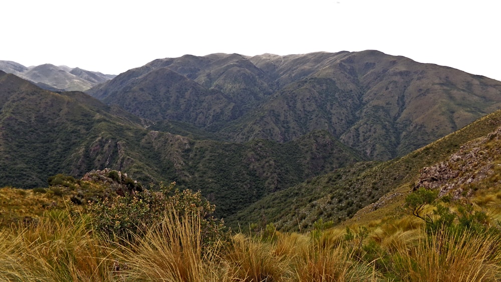 green grass on mountain during daytime