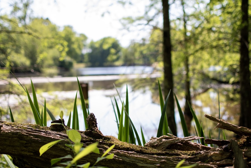 green grass near body of water during daytime