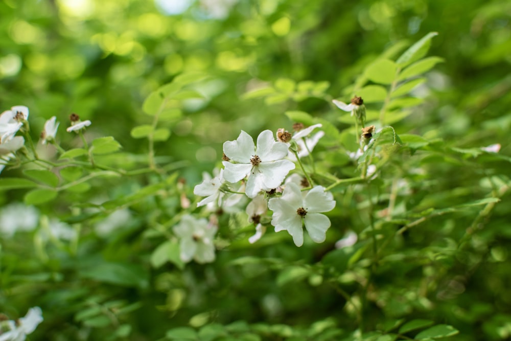 white flower with green leaves