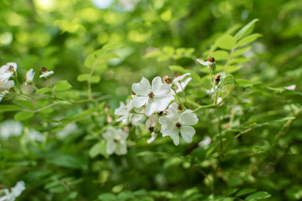 녹색 잎이 있는 흰 꽃