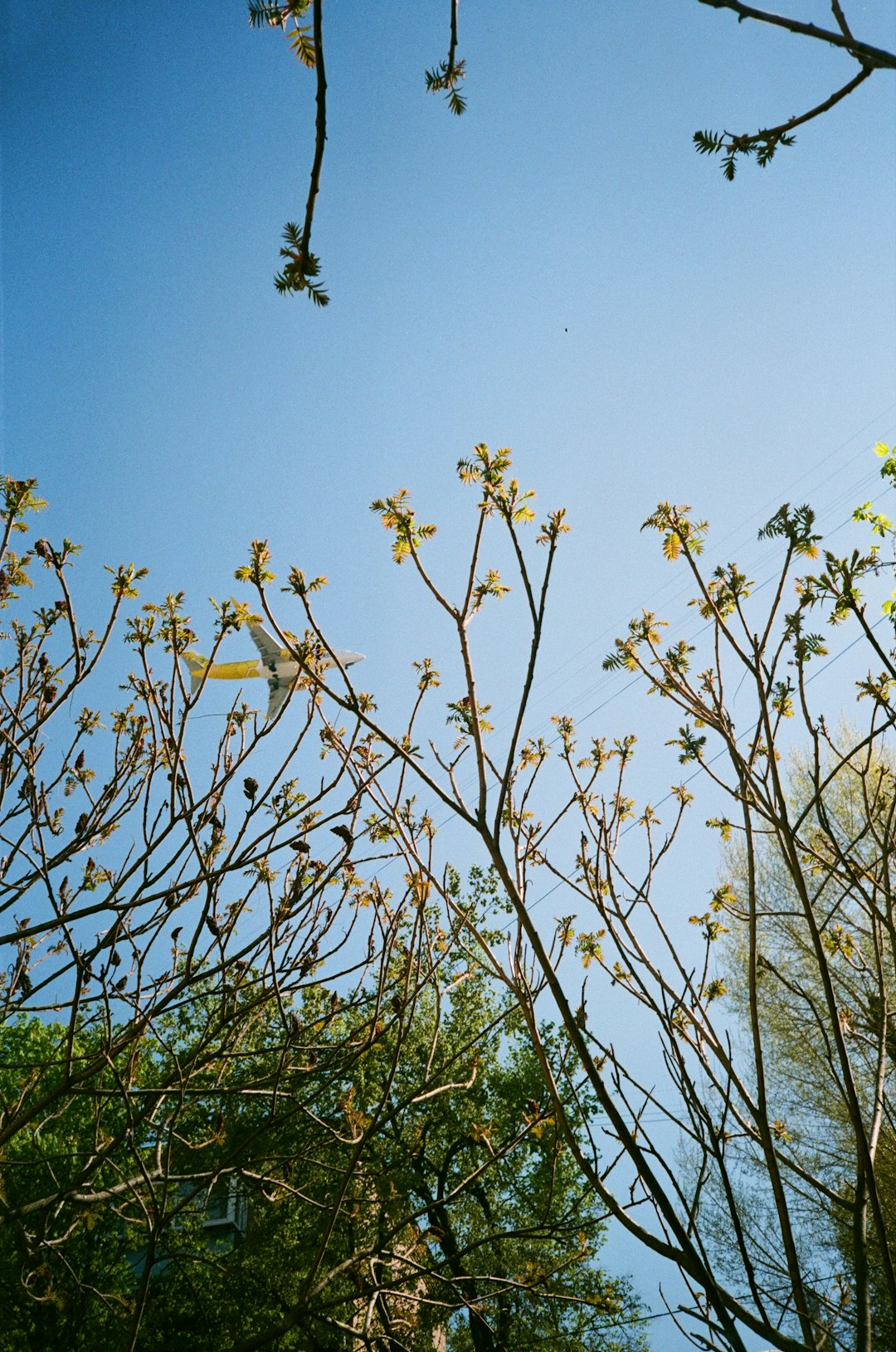 green leaf tree under blue sky during daytime