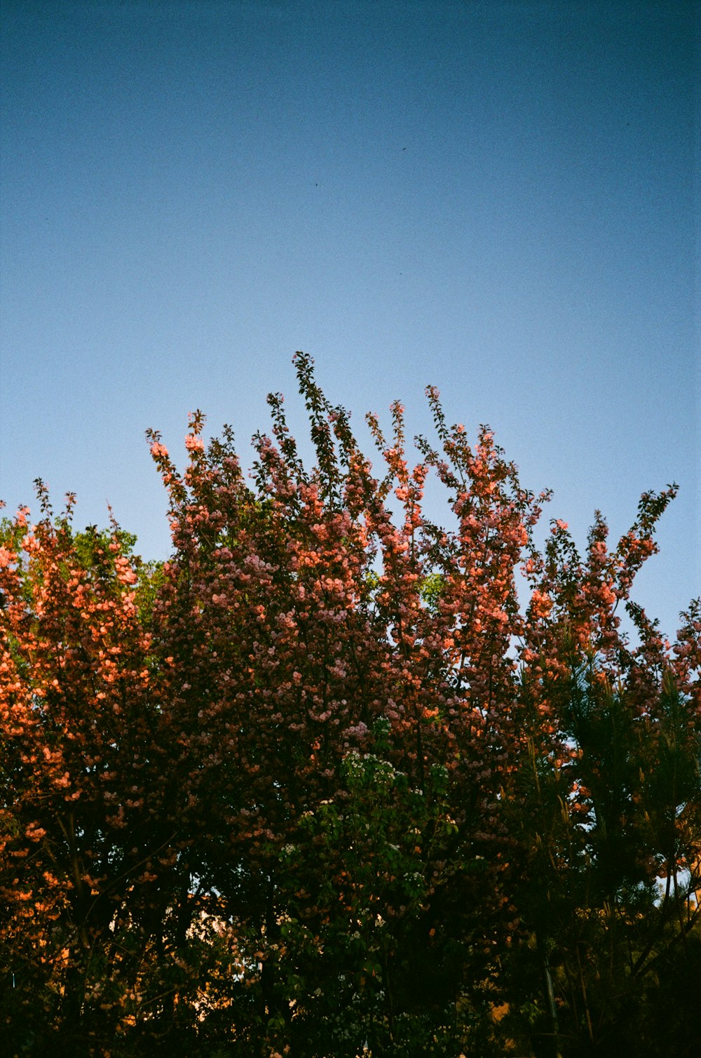 green and brown tree under blue sky during daytime