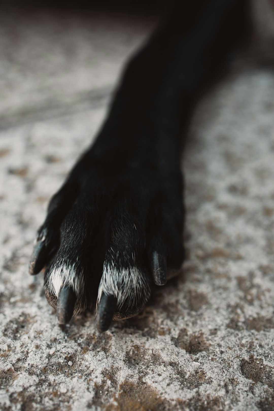 black short coat dog paw