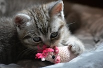 A small tabby kitten is playfully biting a crocheted toy with pink yarn hair, lying on a soft, gray blanket.