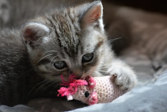 A playful kitten pawing at a small dinosaur figurine on a wooden table.