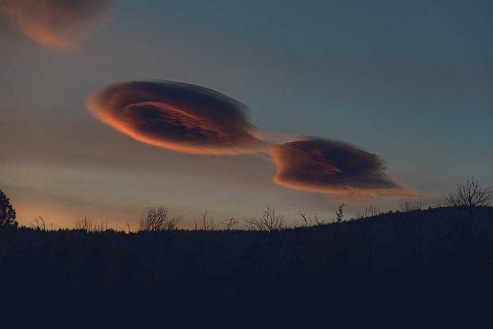 silhouette of trees during sunset