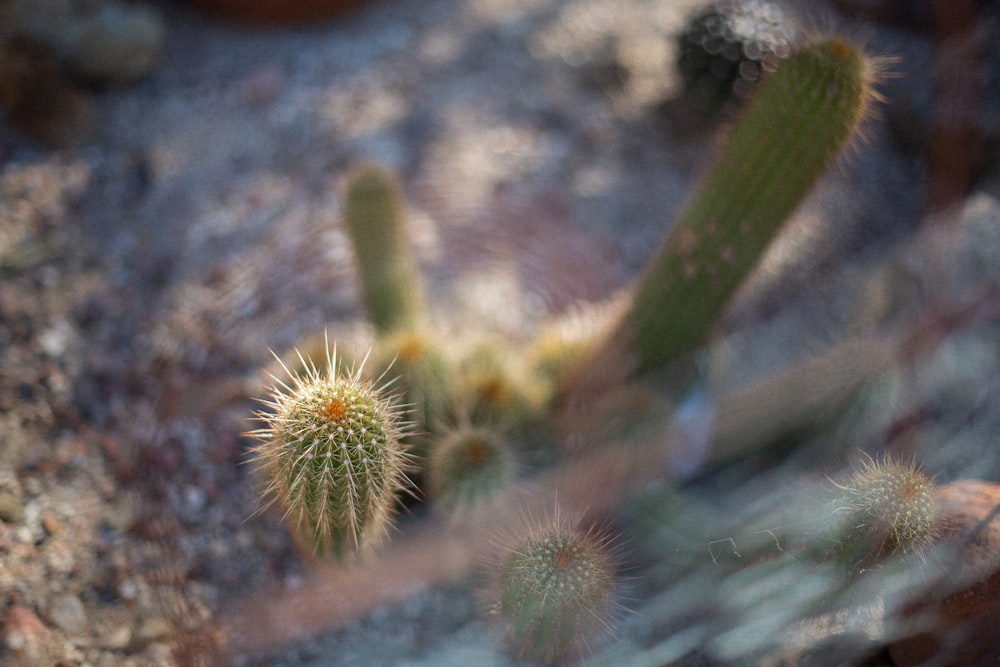 pianta di cactus verde su terreno marrone