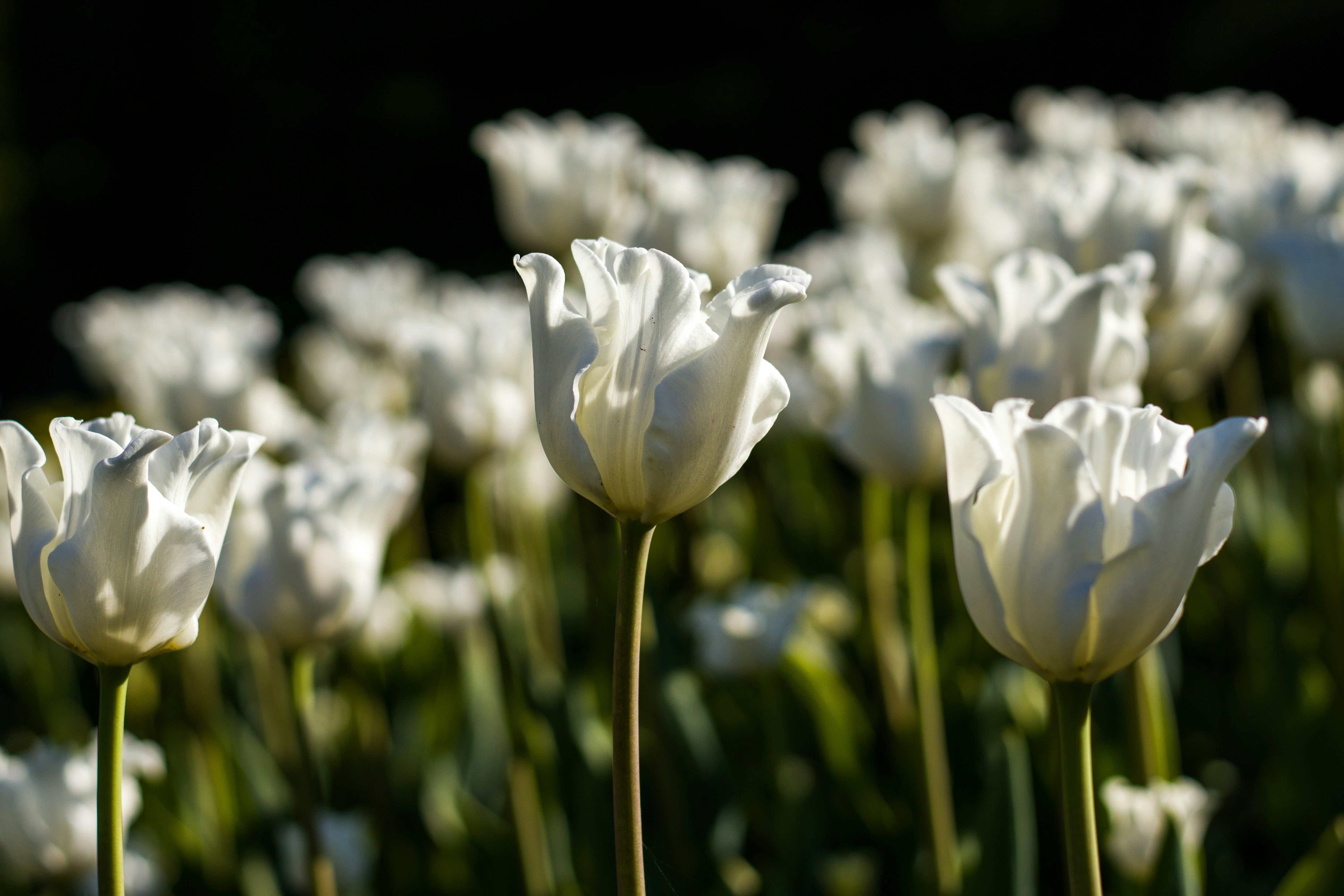 Photo by uin84917798