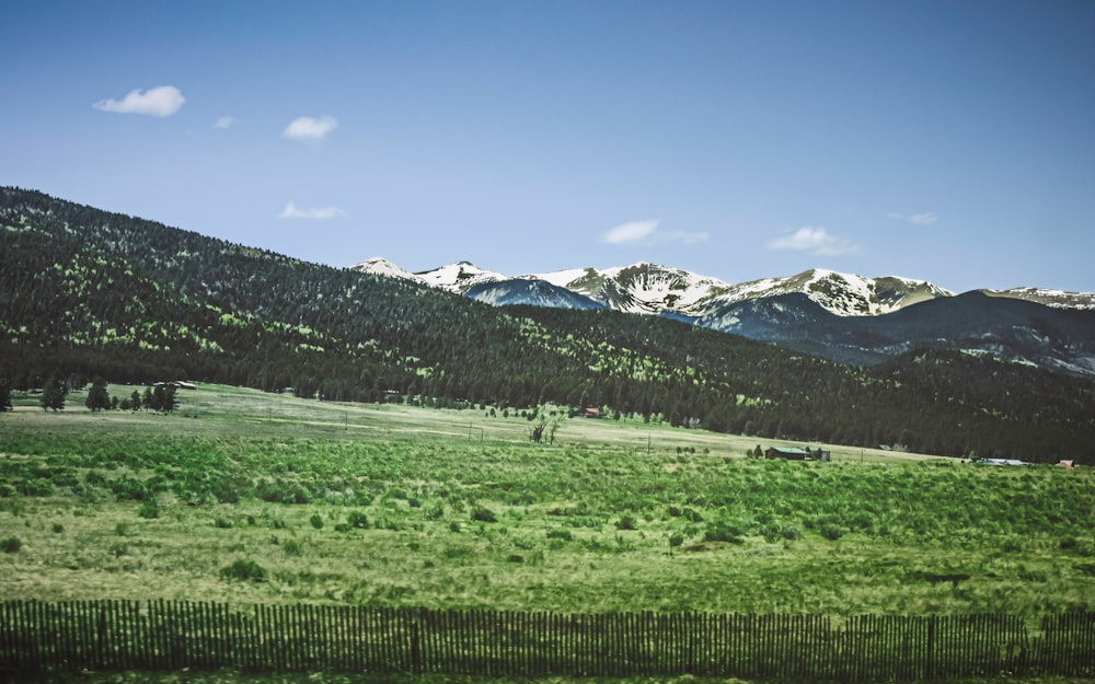 Grünes Grasfeld in der Nähe schneebedeckter Berge unter blauem Himmel tagsüber