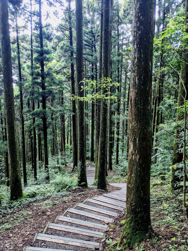 Wooden hiking trail pathway through lush green forest in Taiwan
