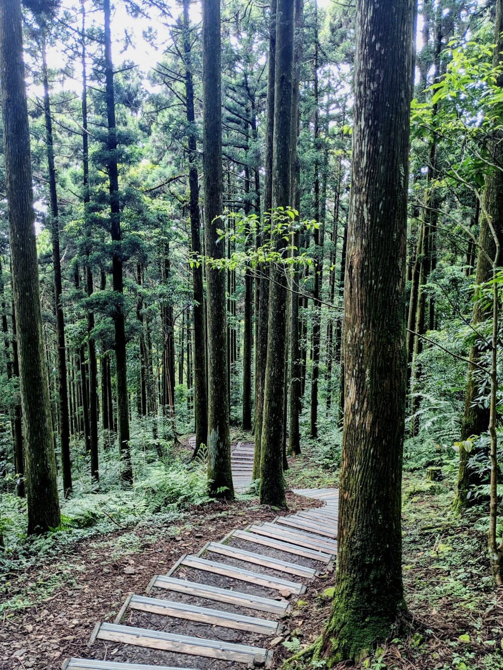 brown wooden pathway in the middle of green trees