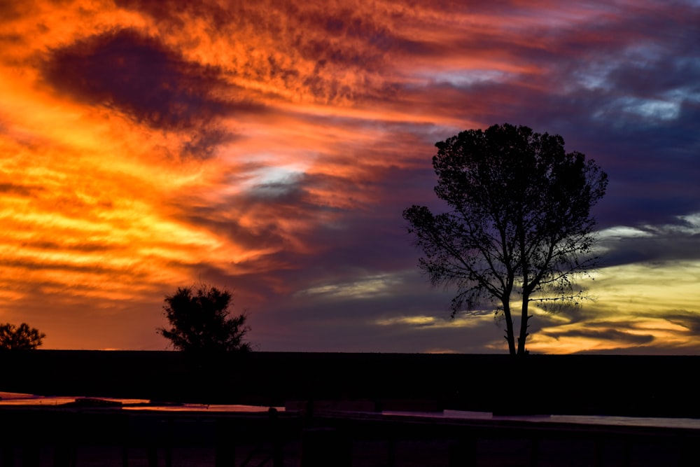 silhueta da árvore durante o pôr do sol