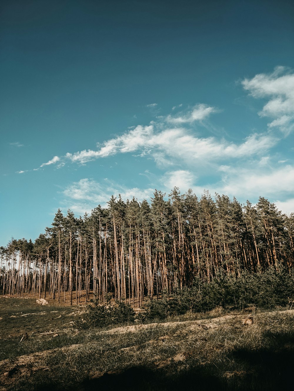 green trees under blue sky during daytime