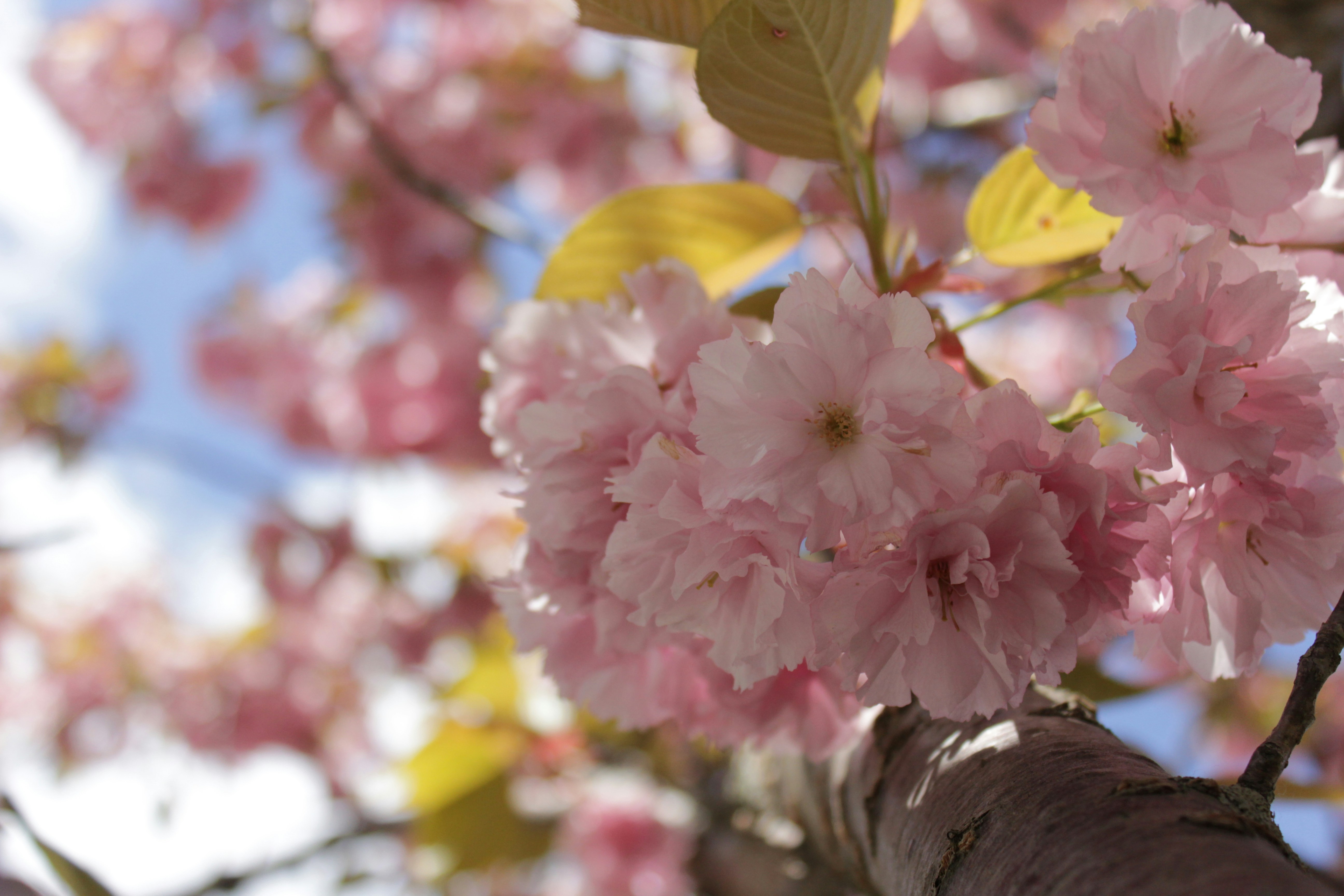 Photo by dcanadianphotographer