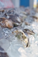A close-up view of several oysters resting on a bed of ice. The ice cubes are irregular in shape and predominantly translucent, with the oysters displaying rough, textured shells in shades of brown, white, and green. The image has a shallow depth of field, blurring the background.