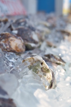 A close-up view of several oysters resting on a bed of ice. The ice cubes are irregular in shape and predominantly translucent, with the oysters displaying rough, textured shells in shades of brown, white, and green. The image has a shallow depth of field, blurring the background.
