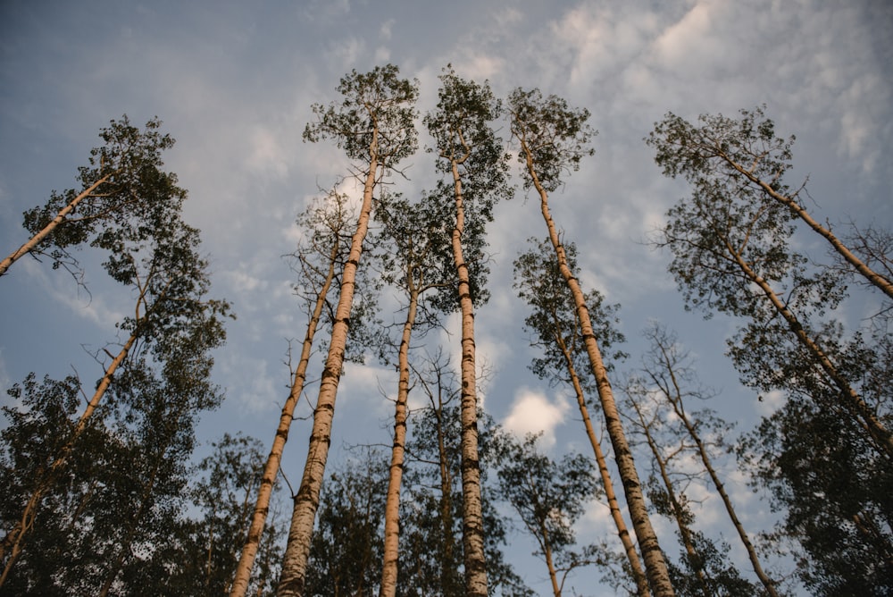 green trees under white clouds during daytime